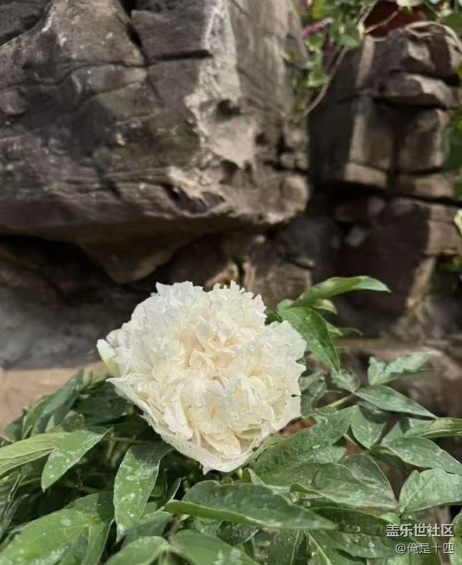 【告別2025】牡丹園