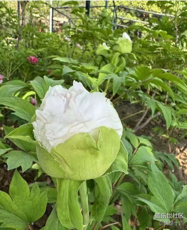 【告別2025】牡丹園