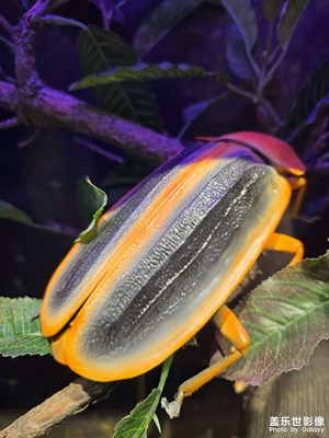 【框住美好】+神奇大自然