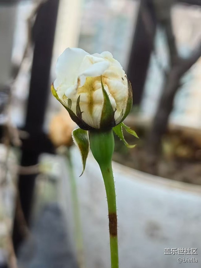 【告別2025】家里拍花