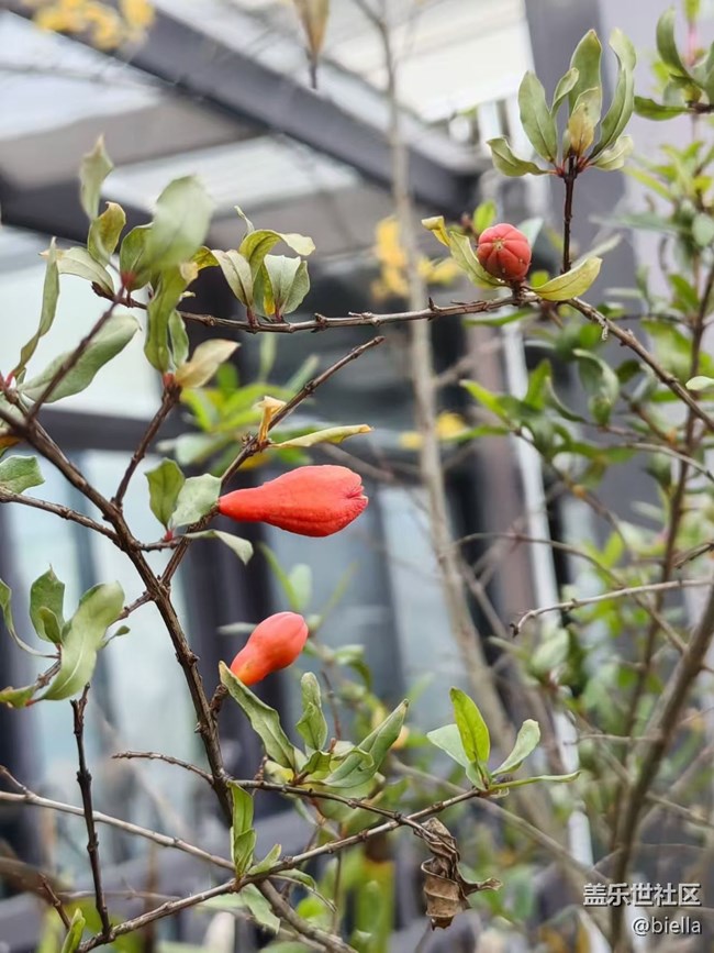 【告別2025】家里拍花