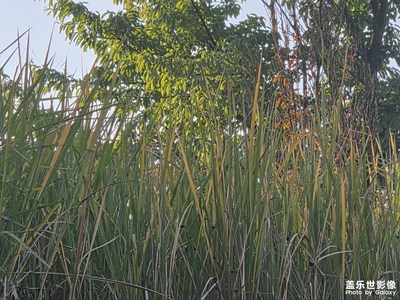 【框住美好】靜拍生活