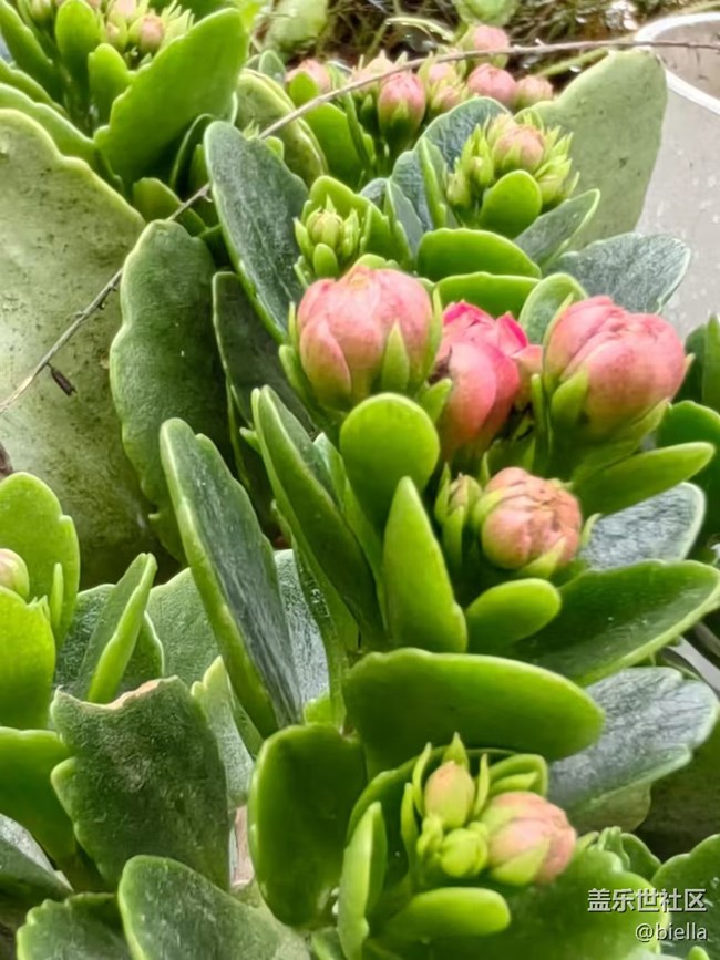 【告別2025】家里拍花