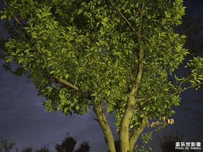 【框住美好】樹下的世界