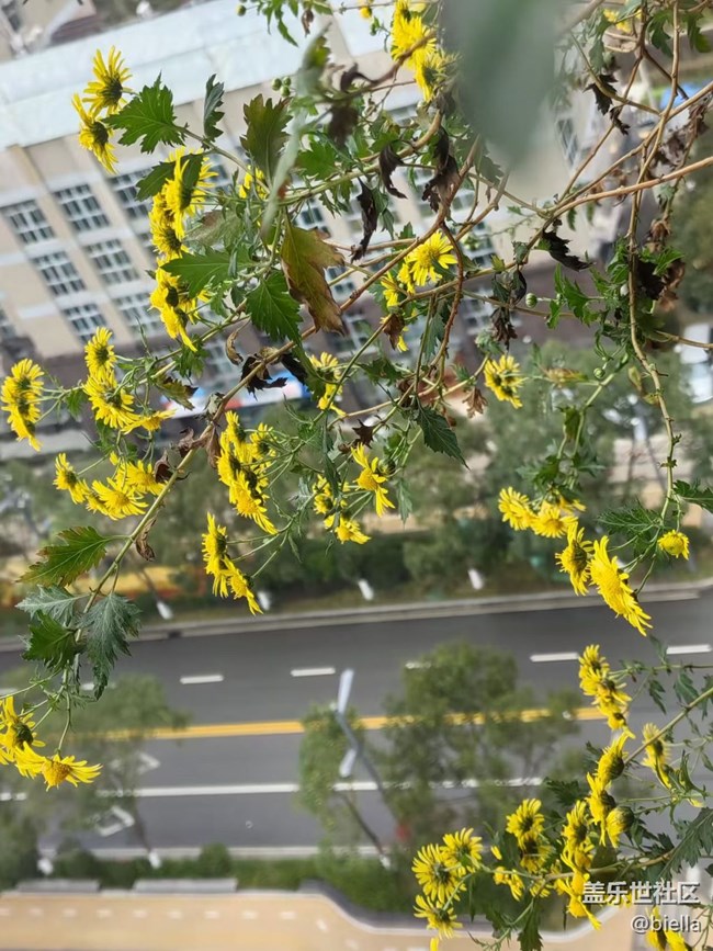 【告別2025】家里拍花