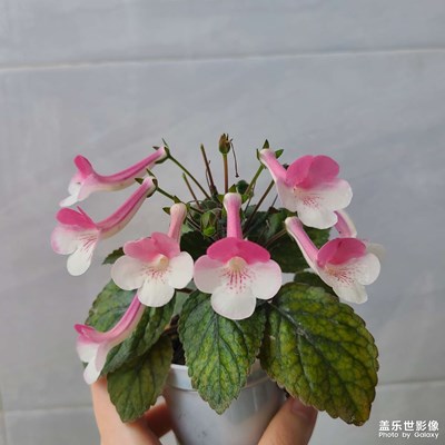 【框住美好】巖桐