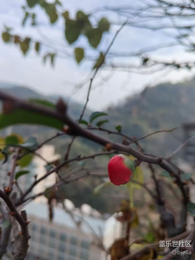 【告別2025】家里拍花