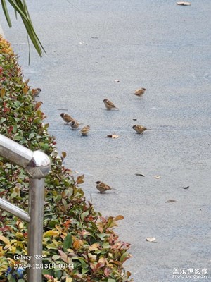 以光影，敬新年】+您好2026