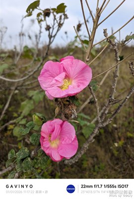 【以光影，敬新年】花開富貴