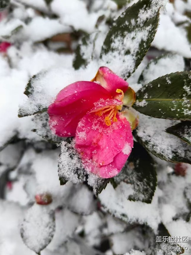 【2026第一站】賞雪