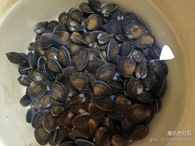 【新歲食語】貝殼湯