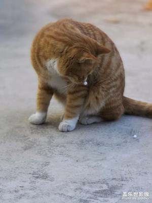 【以光影，敬新年】+可愛的小貓