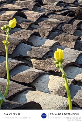 【以光影，敬新年】頑強(qiáng)不屈的絲瓜