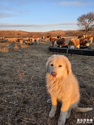 科爾沁草原腹地映像