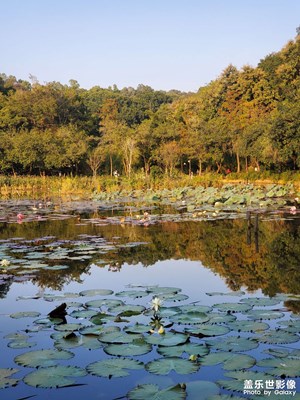 【以光影，敬新年】蓮花山公園