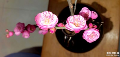 【以光影，敬新年】+新年新氣象