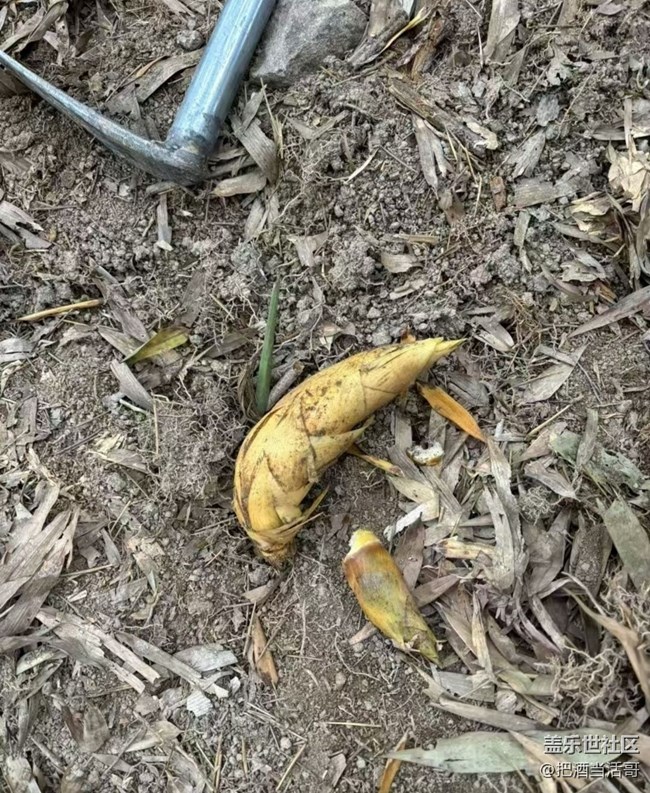 【2026第一站】挖冬筍