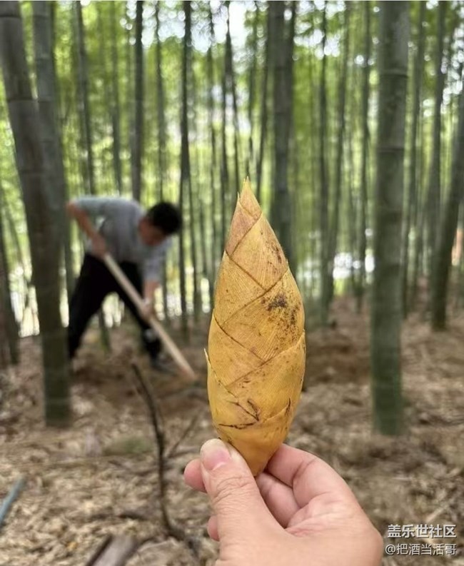 【2026第一站】挖冬筍