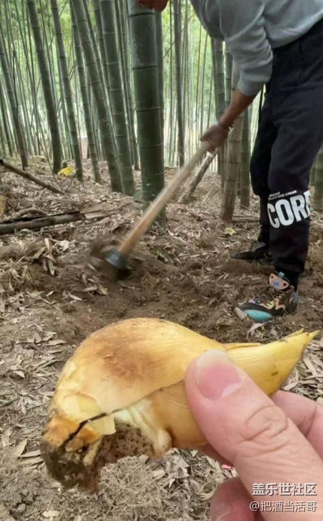 【2026第一站】挖冬筍