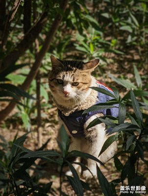 凍日暖陽下的家伙