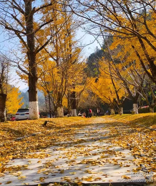 【折疊屏手機(jī)里的春夏秋冬】銀杏季