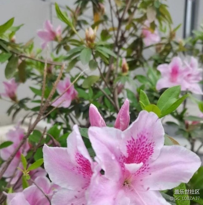 【折疊屏手機(jī)里的春夏秋冬】春花