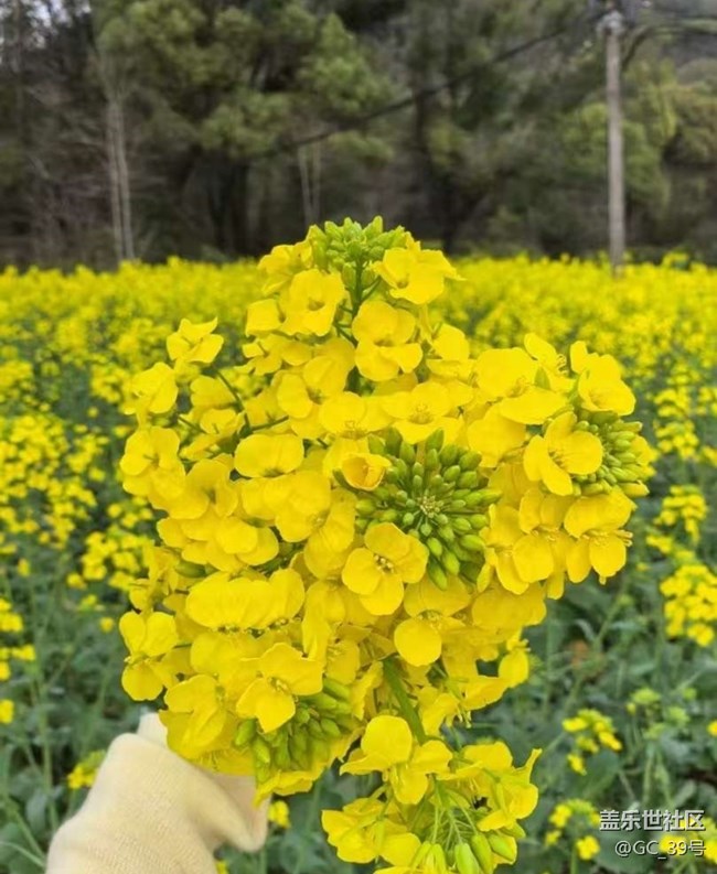 【折疊屏手機里的春夏秋冬】春日尋花