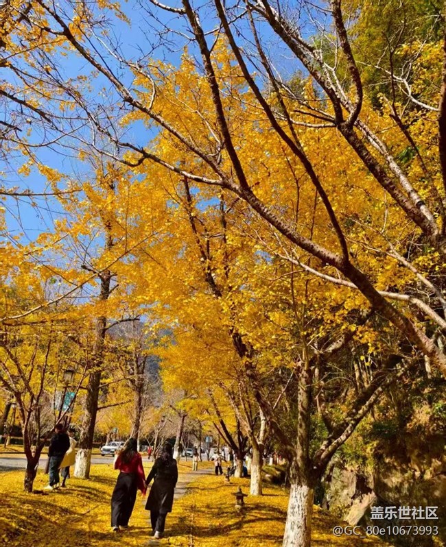 【折疊屏手機(jī)里的春夏秋冬】銀杏季