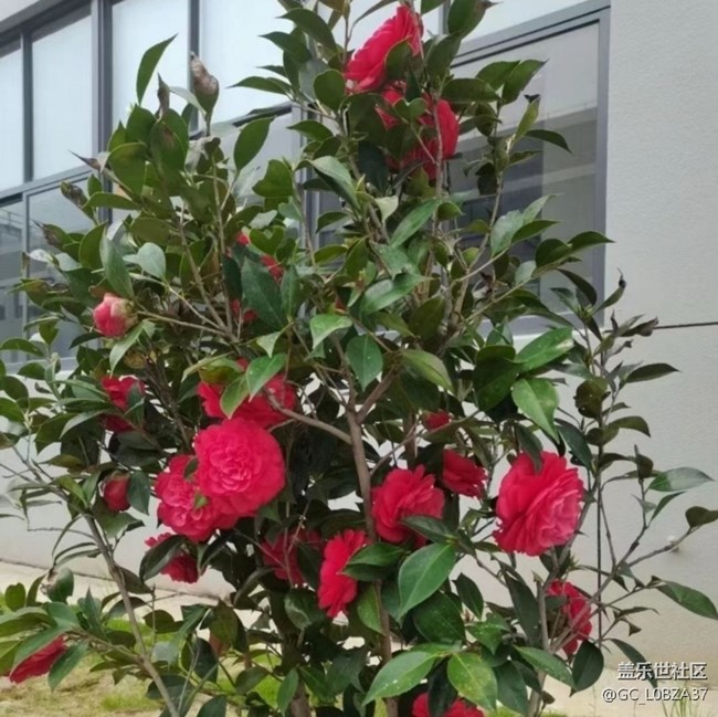 【折疊屏手機(jī)里的春夏秋冬】春花