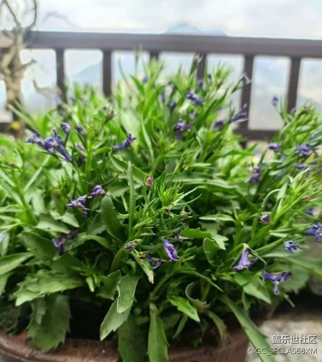 【折疊屏手機里的春夏秋冬】春天的花園