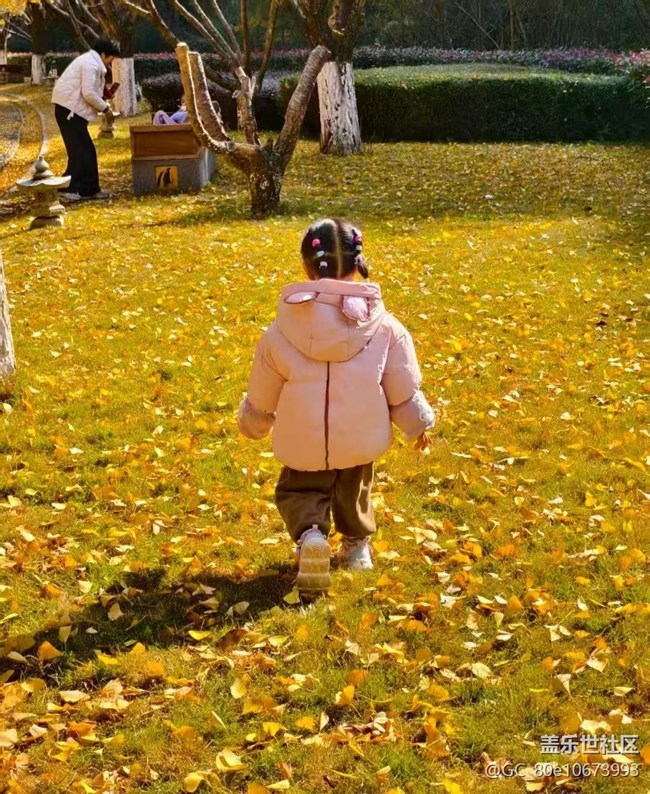 【折疊屏手機(jī)里的春夏秋冬】銀杏季