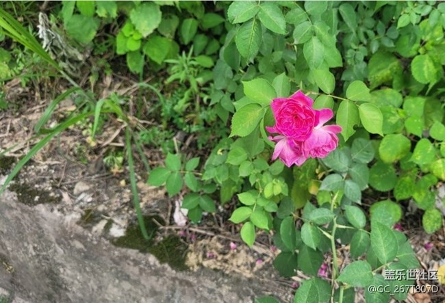 【折疊屏手機里的春夏秋冬】花謝花開