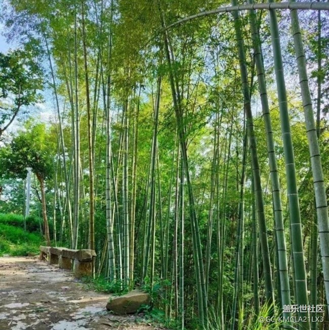 【折疊屏手機(jī)里的春夏秋冬】竹林