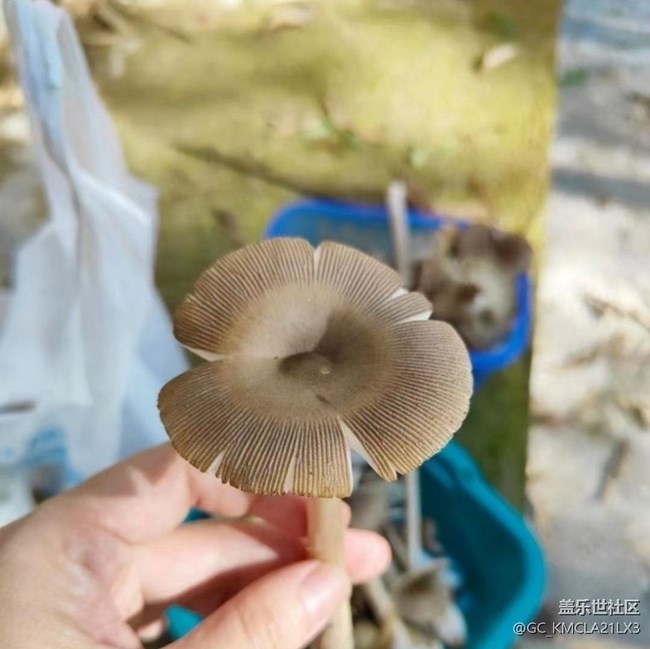 【折疊屏手機(jī)里的春夏秋冬】竹林