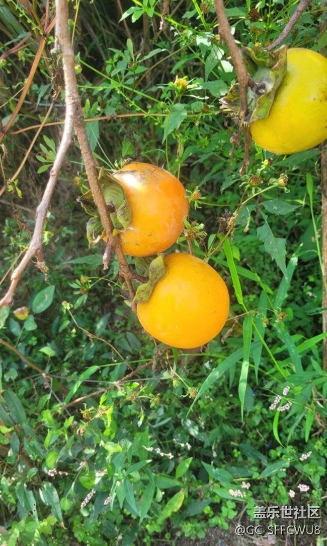 【折疊屏手機(jī)里的春夏秋冬】秋季柿樹(shù)