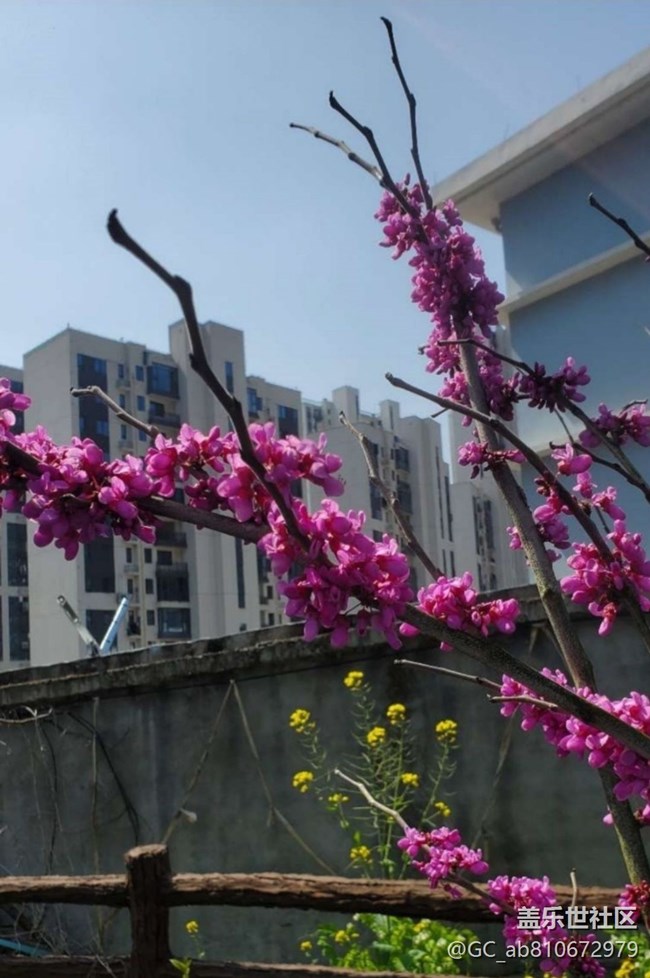 【折疊屏手機(jī)里的春夏秋冬】春花爛漫