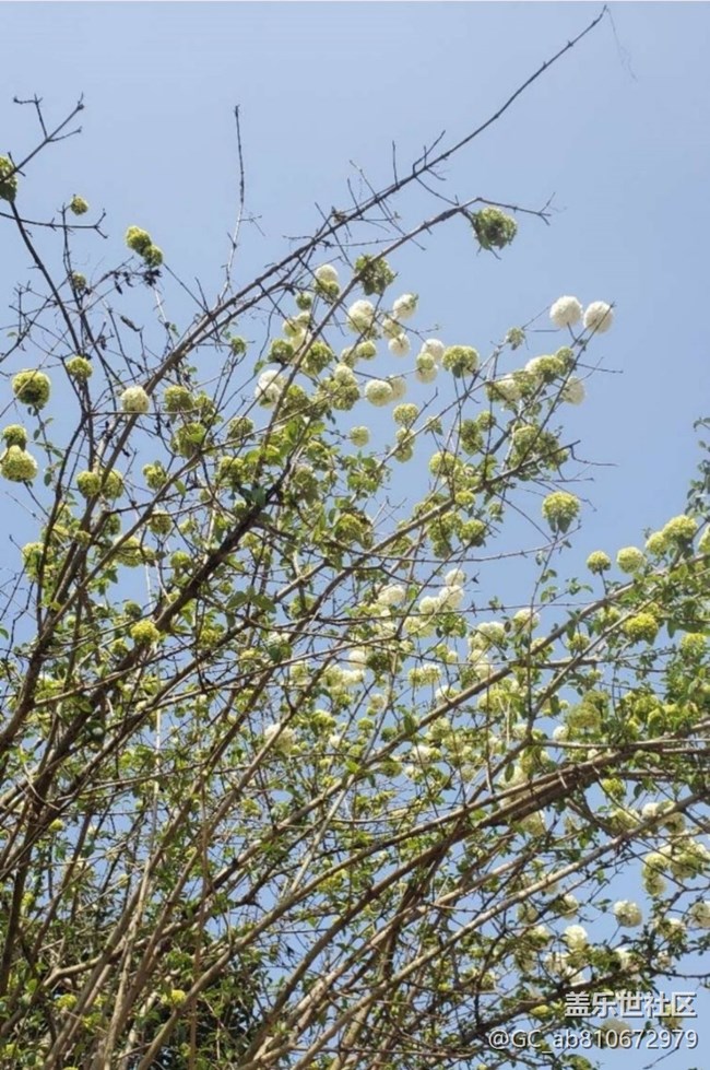 【折疊屏手機(jī)里的春夏秋冬】春花爛漫