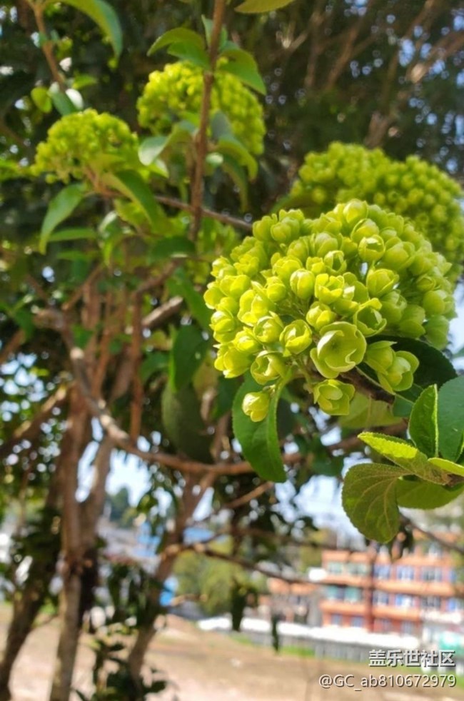 【折疊屏手機(jī)里的春夏秋冬】春花爛漫