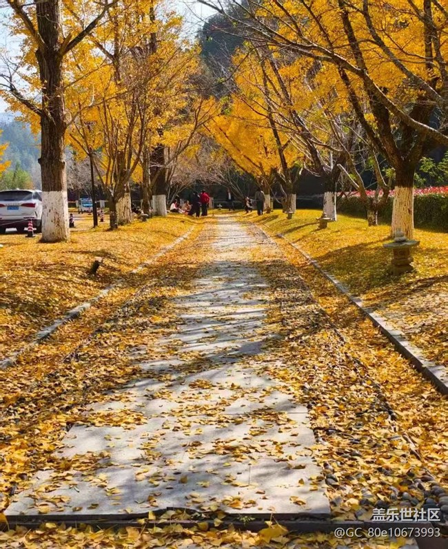 【折疊屏手機(jī)里的春夏秋冬】銀杏季