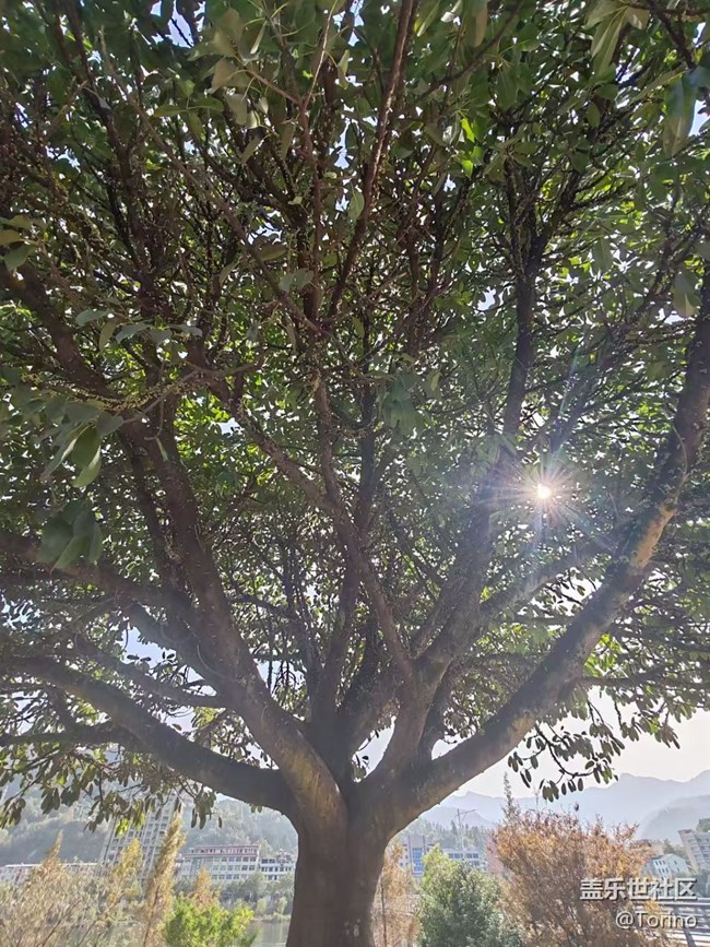 【折疊屏手機(jī)里的春夏秋冬】秋景
