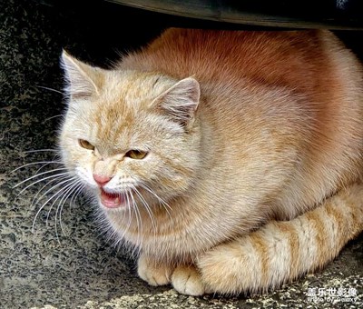 【鏡頭里的故事】+一只貓咪