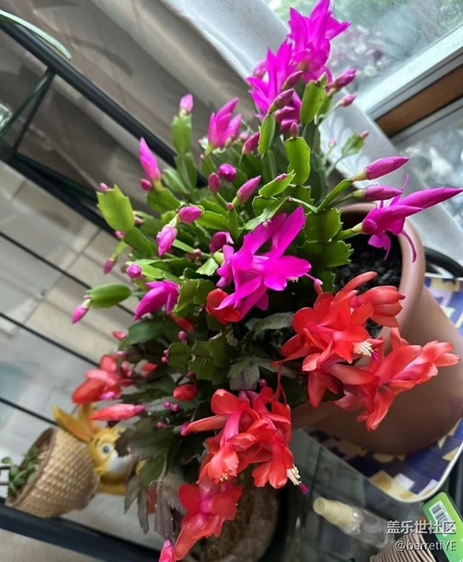 【折疊屏手機里的春夏秋冬】蟹爪蘭