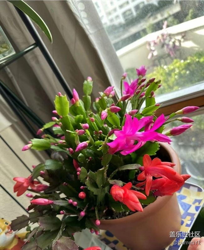 【折疊屏手機里的春夏秋冬】蟹爪蘭