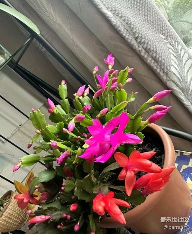 【折疊屏手機里的春夏秋冬】蟹爪蘭