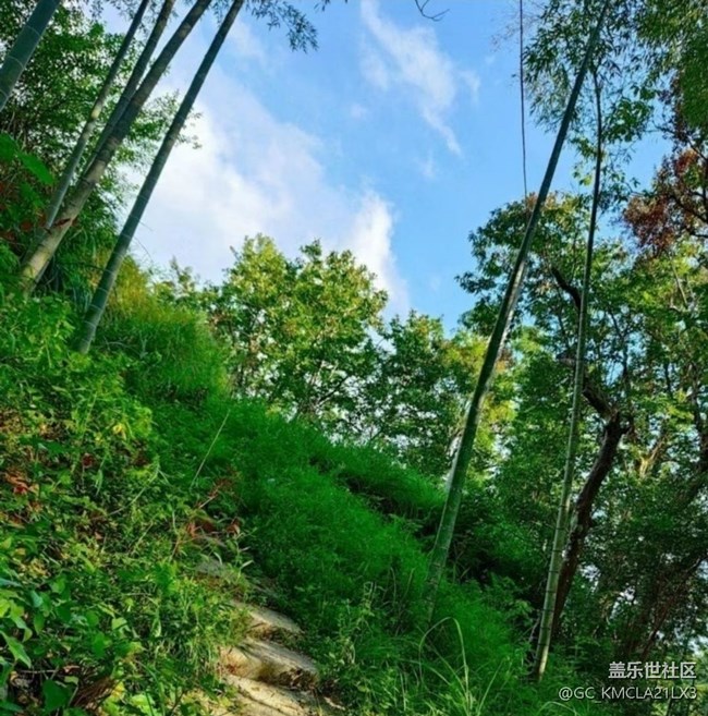 【折疊屏手機(jī)里的春夏秋冬】竹林