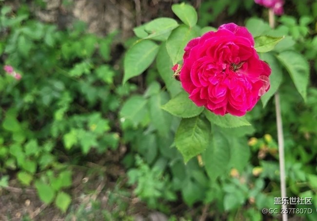 【折疊屏手機里的春夏秋冬】花謝花開