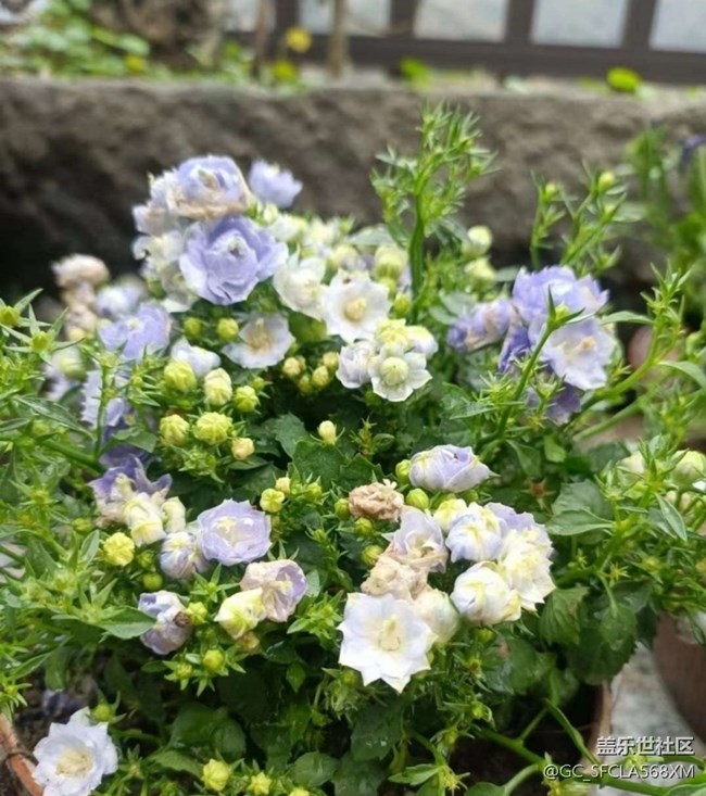 【折疊屏手機里的春夏秋冬】春天的花園