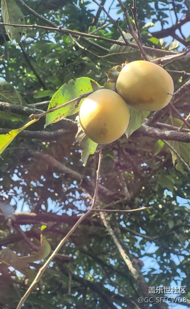 【折疊屏手機(jī)里的春夏秋冬】秋季柿樹(shù)
