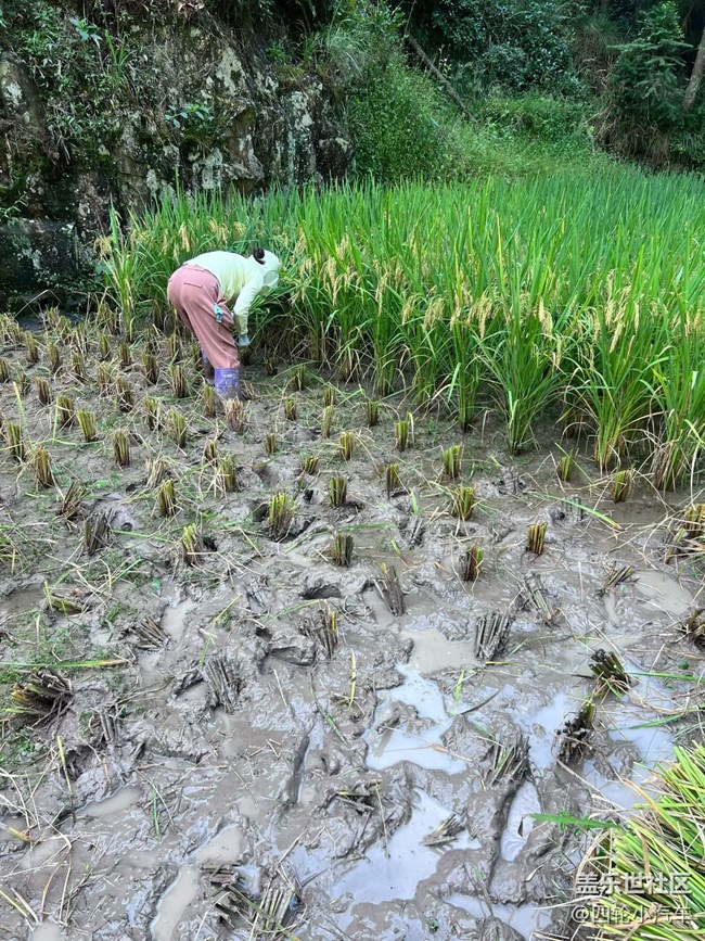 【折疊屏手機里的春夏秋冬】秋收
