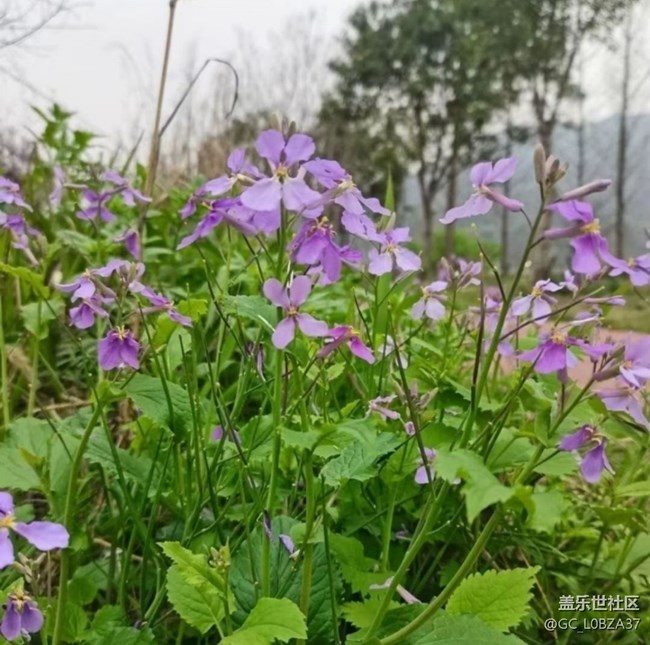 【折疊屏手機(jī)里的春夏秋冬】春花